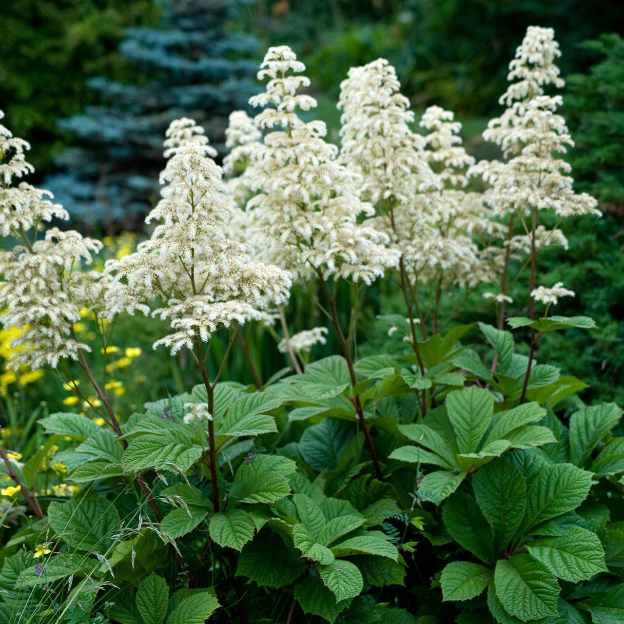 Heirloom Non-GMO Rodgersia Flower Seeds – Ornamental Perennial Flower Seeds for Planting - Non-GMO for planting in home garden