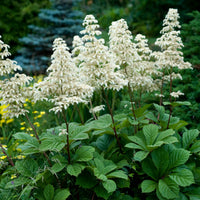 Heirloom Non-GMO Rodgersia Flower Seeds – Ornamental Perennial Flower Seeds for Planting - Non-GMO for planting in home garden