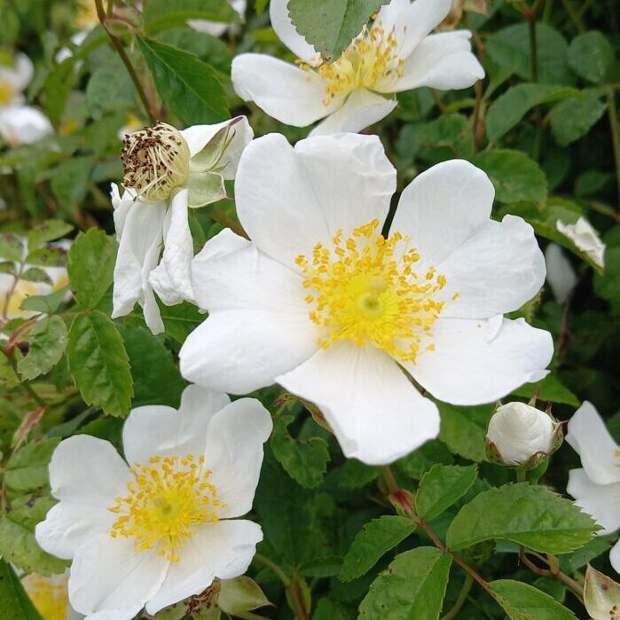 Canina White Flower Seeds for Planting – Organic, Heirloom, Non-GMO Seeds