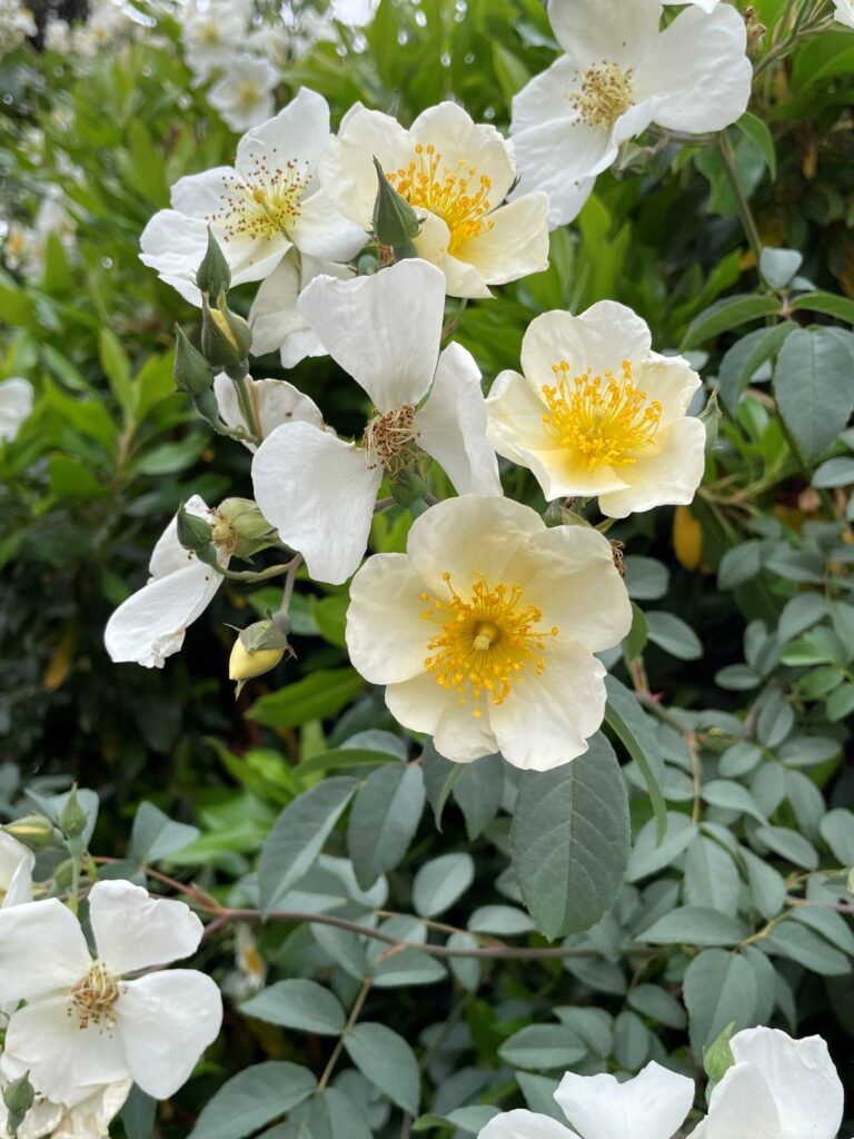 Brunonii Flower Seeds for Planting – Heirloom, Non-GMO, Vibrant Blooms for Your Garden
