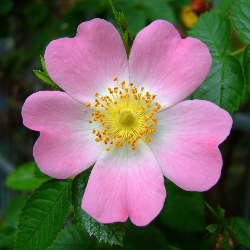 Rosa Canina Flower Seeds for Planting 100 pcs -Hierloom Flower Seeds