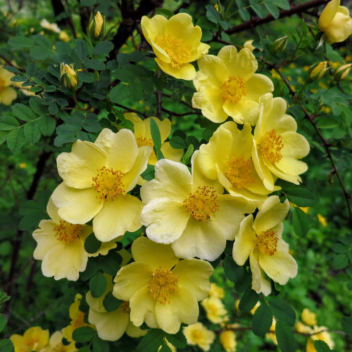 Yellow Hugo Rose Plant Seeds for Planting Non-GMO Heirloom Garden Seeds for Home and Outdoor Growing