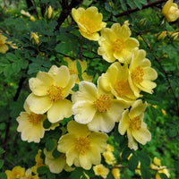 Yellow Hugo Rose Plant Seeds for Planting Non-GMO Heirloom Garden Seeds for Home and Outdoor Growing