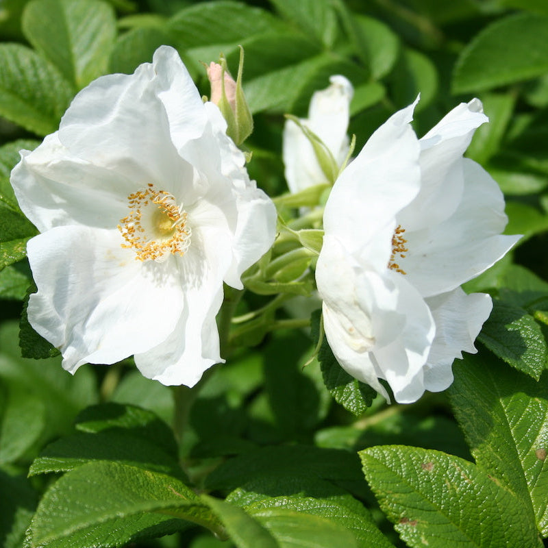 Heirloom Mume Albo Plena Flower Seeds for Garden Planting, Non-GMO, White Blooms for Spring