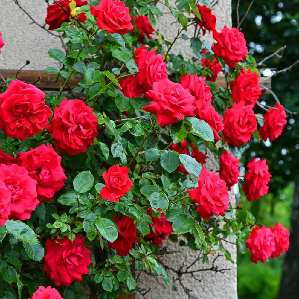 Heirloom Climbing Rose Flower Seeds for Planting – Non-GMO Seeds for Vertical Gardens