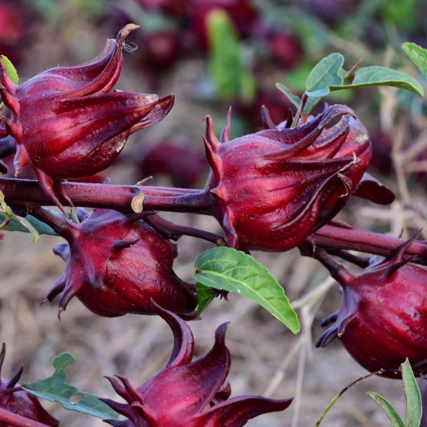 Australian Rosella Hibiscus Flower Seeds for Planting - Hibiscus Sabdariffa Var. Sabdariffa