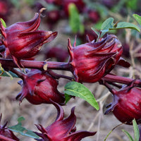 Australian Rosella Hibiscus Flower Seeds for Planting - Hibiscus Sabdariffa Var. Sabdariffa