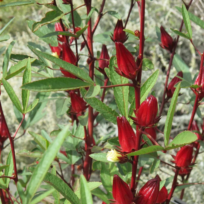 Jamaican Sorrel Vegetable Seeds