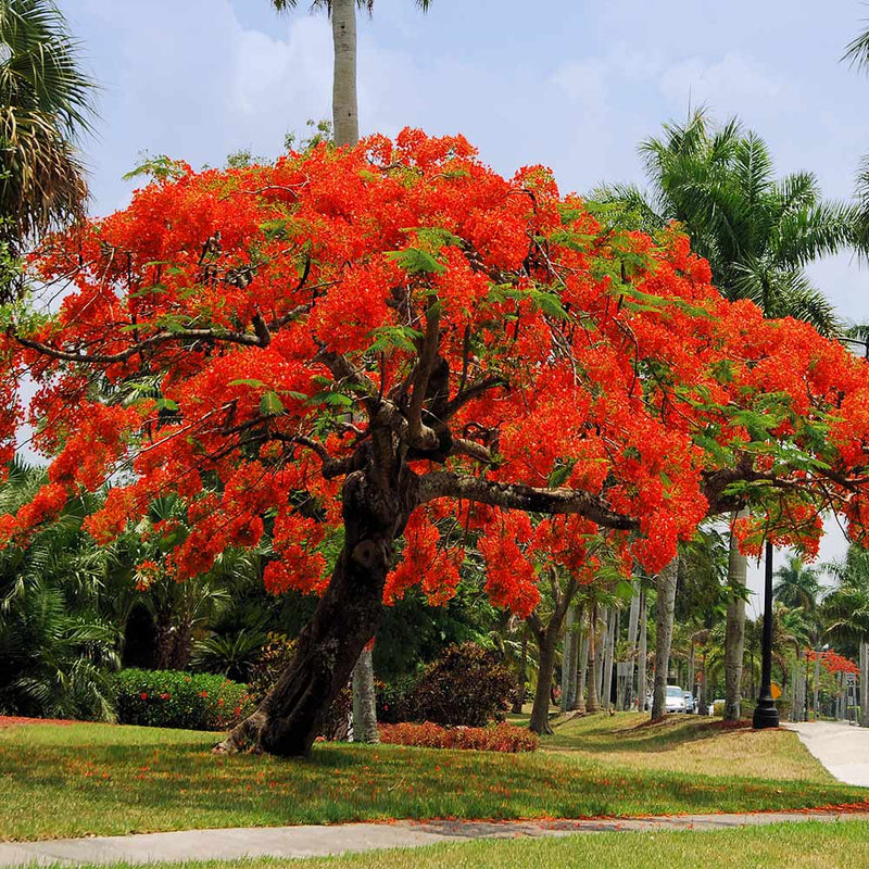 Red Jacaranda flower seeds – heirloom, non-GMO seeds for planting
