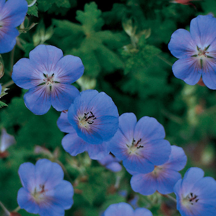 Heirloom Non-GMO Blue Geranium Flower Seeds ƒ?? Rare Blooms for Planting