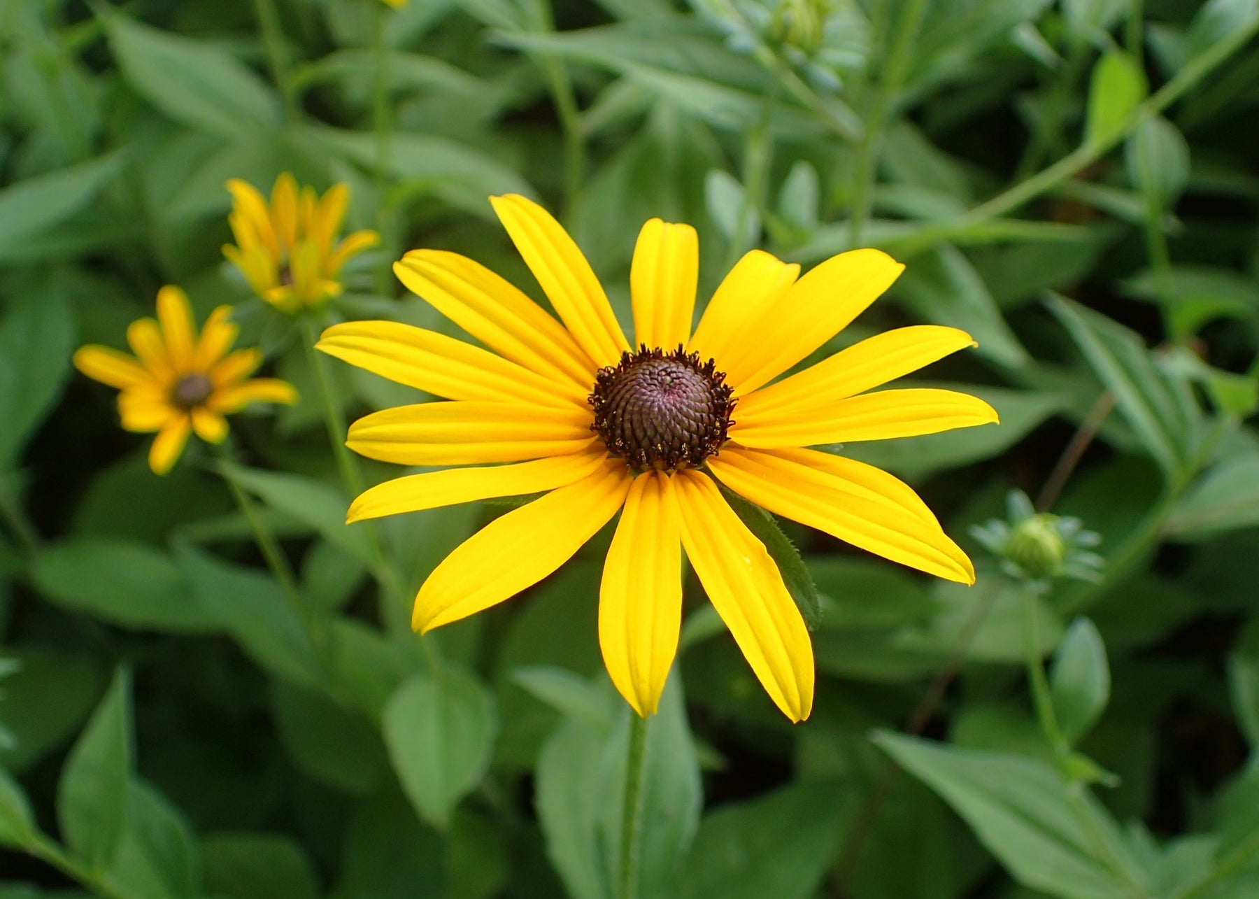 Heirloom Susan Native Flower Seeds – Non-GMO Seeds for Wildflower Garden Planting