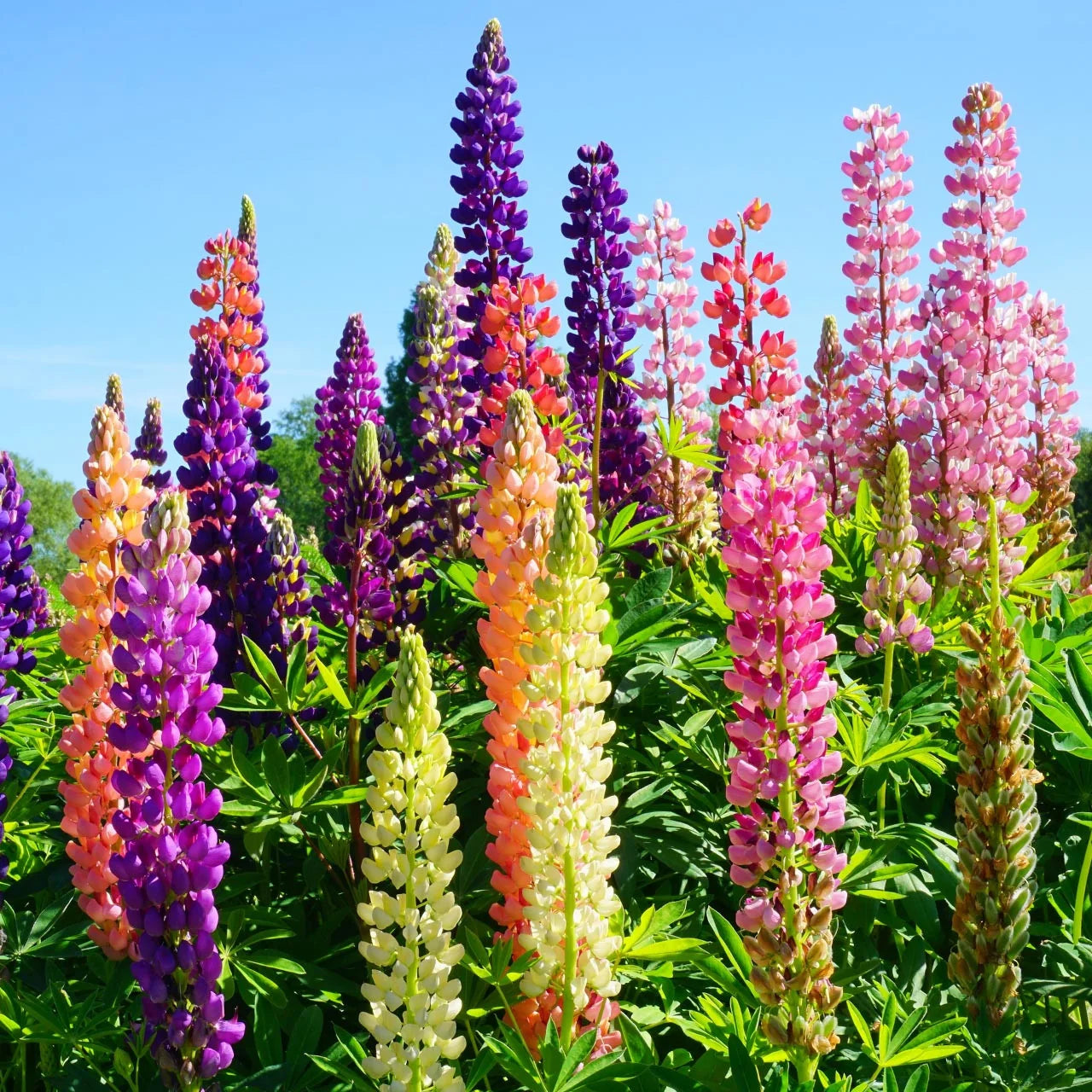 Lupine Giant Mix Seeds – Perennial Flower Blend for Colorful Garden Displays