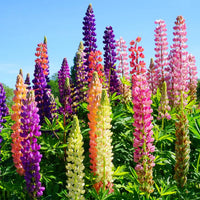 Lupine Giant Mix Seeds – Perennial Flower Blend for Colorful Garden Displays