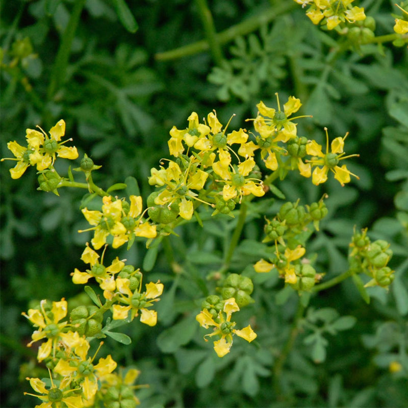 Heirloom Non-GMO Semi Erbe Flower Seeds for Planting- Herbal Blooms for Naturalistic Gardens