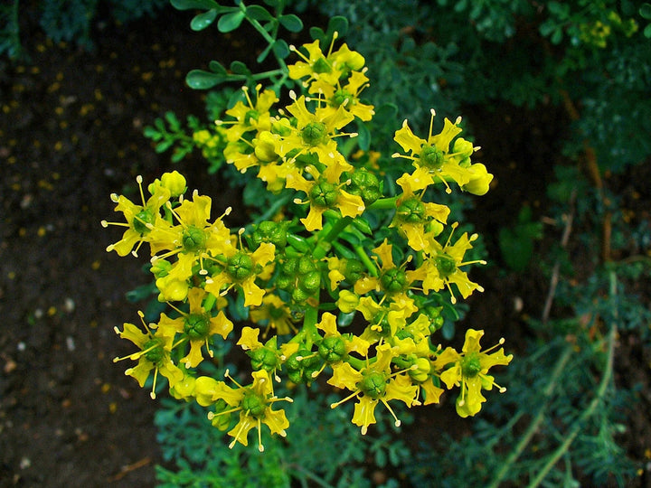 Heirloom Non-GMO Ruta Flower Seeds – Medicinal Herb Blooms for Garden Planting