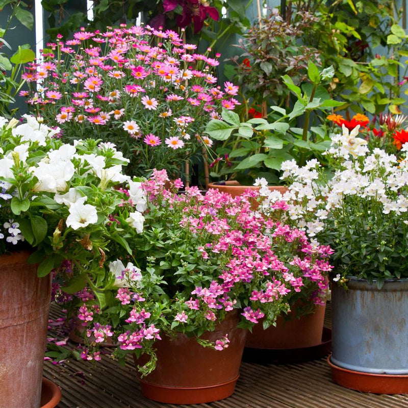 Patio Potted Flower Seeds – Heirloom Non-GMO Seeds for Colorful and Compact Container Gardening