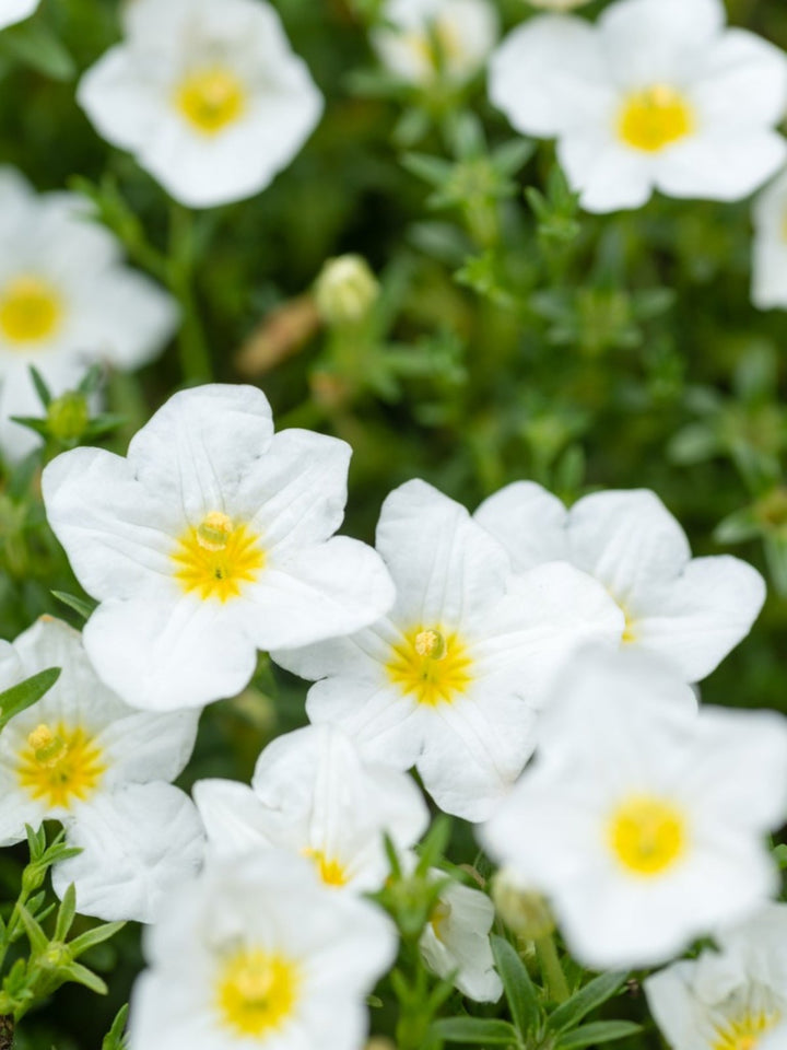 Heirloom Nierembergia Flower Seeds, Non-GMO Spreading Blooms for Planting