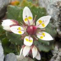 Saxifraga Stellaris Flower Seeds for Planting, NON GMO Seeds