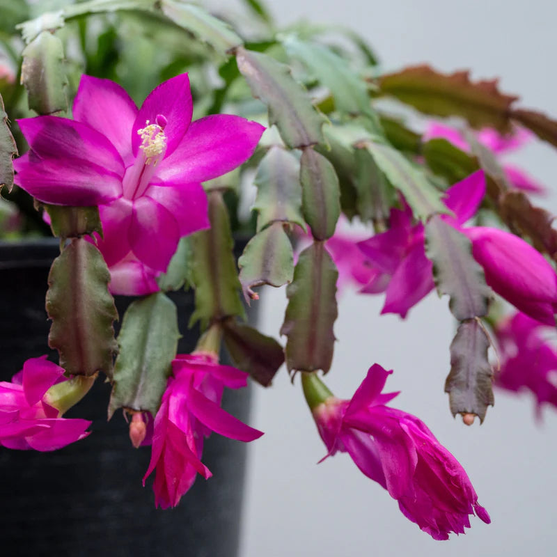 Purple Schlumbergera Flower Seeds for Planting - 100 Pcs pcs