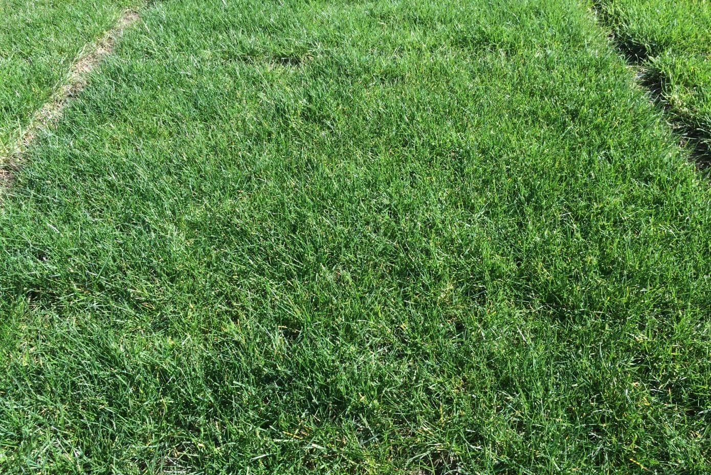 Adelphi Kentucky Bluegrass Seed