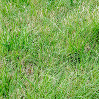 U.S. Buffalo Grass Seed (Bouteloua dactyloides) ? Drought-Tolerant, Low-Maintenance Lawn Solution