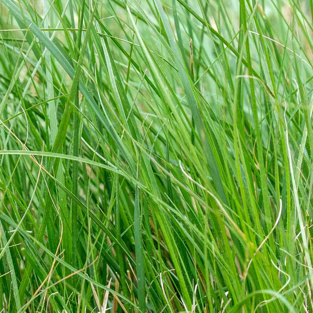 Blue Buffalo Grass Seeds (Bouteloua dactyloides) - Drought-Tolerant, Low-Maintenance Lawn Grass