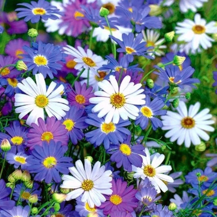 Brachyscome Mixed Seeds for Planting – Organic, Heirloom, Non-GMO Flower Seeds