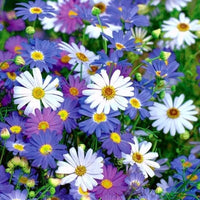 Brachyscome Mixed Seeds for Planting – Organic, Heirloom, Non-GMO Flower Seeds