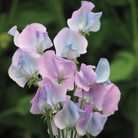 Sweet Pea 'Turquoise Lagoon' Flower Seeds for Planting – Fragrant Heirloom & Non-GMO Garden Seeds for Planting