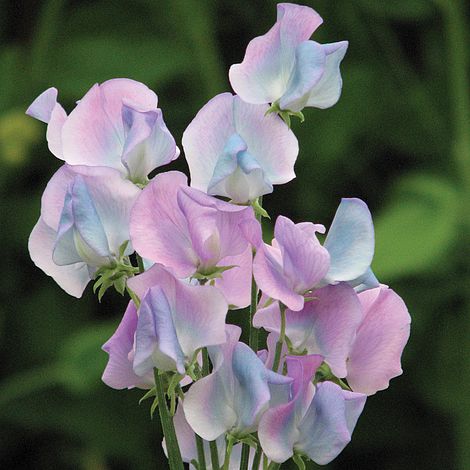 Sweet Pea 'Turquoise Lagoon' Flower Seeds for Planting – Fragrant Heirloom & Non-GMO Garden Seeds for Planting seeds for planting in home garden