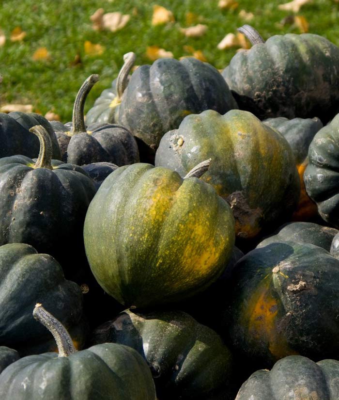 Table King Bush Acorn Squash Seeds for Planting - heirloom & Non-GMO Garden Seeds