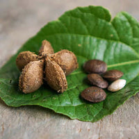 Sacha Inchi (Mountain Peanut) Plant Seeds - Superfood, Non-GMO, Organic 100 Pcs pcs