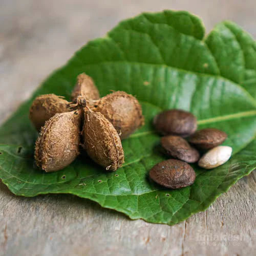 Sacha Inchi Plukenetia volubilis seeds for superfood garden