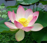 Pink Sacred Lotus Seeds (Nelumbo Nucifera) for Planting â€“ Heirloom, Non-GMO for planting in home garden
