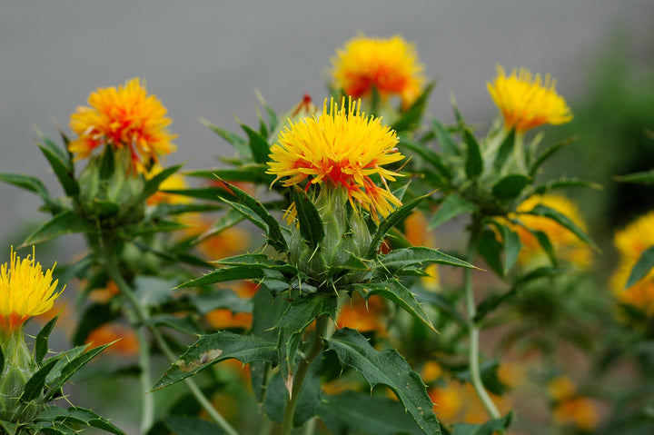 Heirloom Non-GMO Safflower Seeds for Planting – Drought-Tolerant Medicinal Flower Seeds