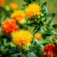 Safflower Flower Seeds – Heirloom, Non-GMO Flower Seeds for Planting