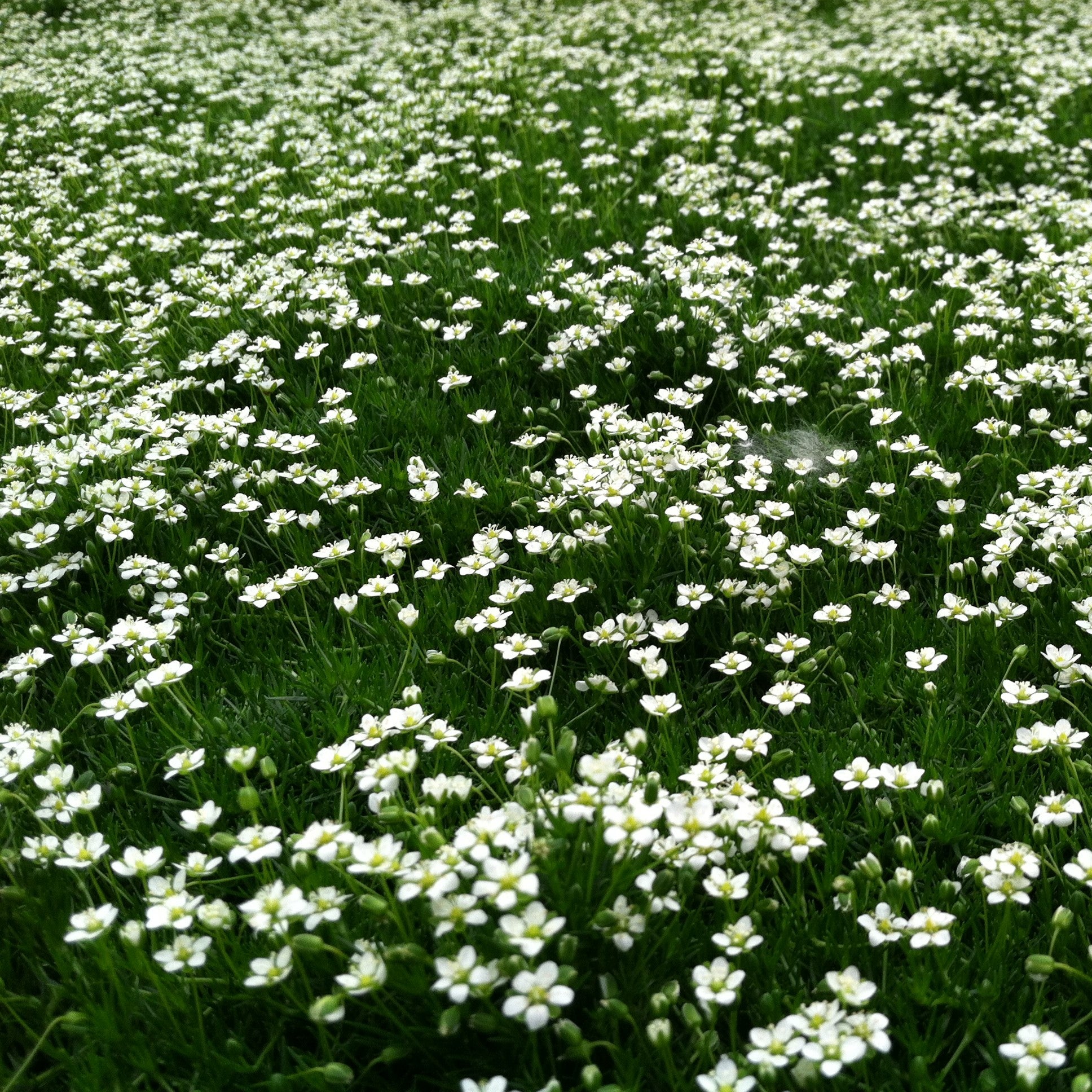 Sagina Subulata Flower Seeds for Planting – Organic, Heirloom, Non-GMO Ground Cover Seeds