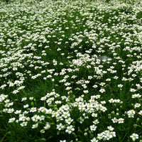 Sagina Subulata Flower Seeds for Planting – Organic, Heirloom, Non-GMO Ground Cover Seeds