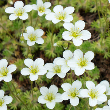 Sagina Subulata Flower Seeds for Planting – Organic, Heirloom, Non-GMO Ground Cover Seeds
