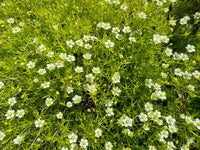 Sagina Subulata Flower Seeds for Planting – Organic, Heirloom, Non-GMO Ground Cover Seeds