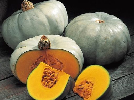 Centner Nelson Pumpkin Cucurbita maxima for planting in home garden