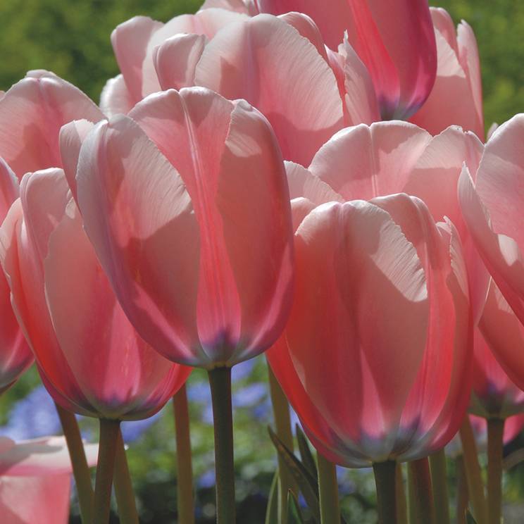 Heirloom Tulip Flower Seeds for Planting 100 pcs - Tulip for planting in home garden