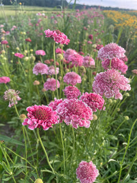 Pink Scabiosa Flower Seeds for Planting, Fresh, 100 pcs