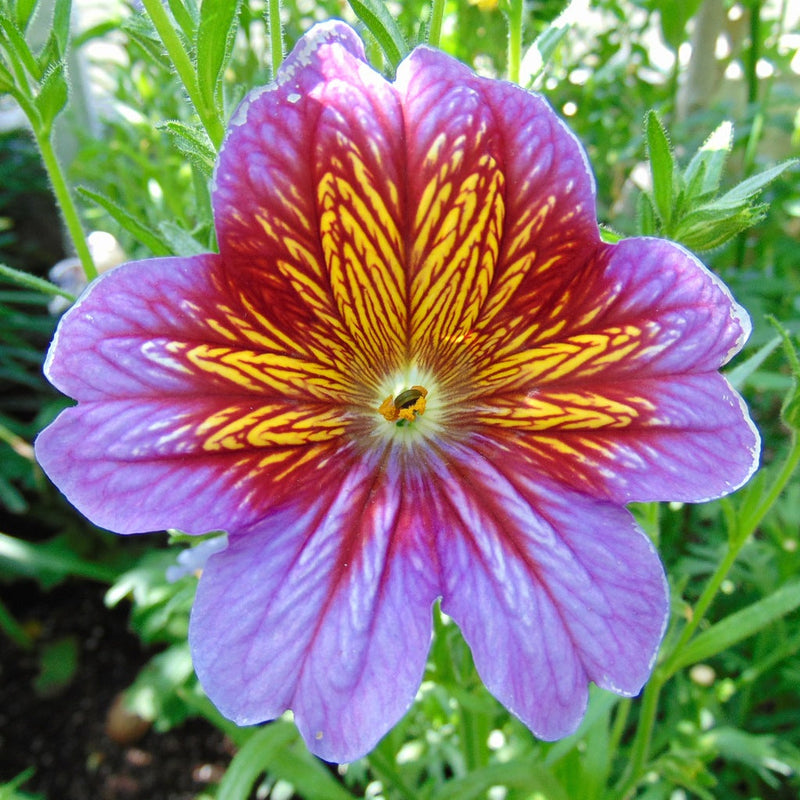 Salpiglossis Flower Seeds – Heirloom Non-GMO Seeds for Vibrant and Decorative Garden Planting