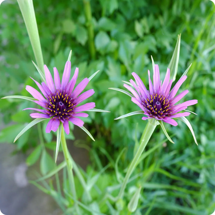 Salsify Edible Flower Seeds for Planting – Heirloom, Non-GMO Flower Seeds