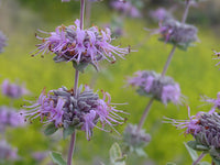 Violet Salvia Meadow Sage Flower Seeds for Planting - NON GMO Seeds