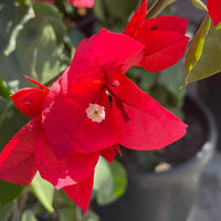 San Diego Red Bougainvillea Flower Seeds for Planting - Perennial, Heirloom & Non-GMO Garden Seeds