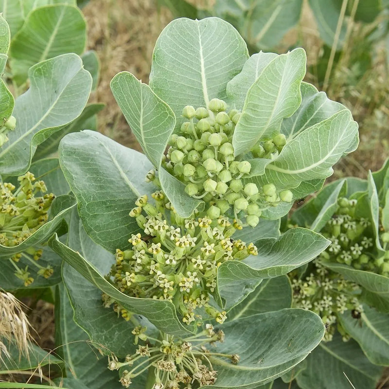Heirloom Non-GMO Asclepias Arenaria Plant Seeds for Planting – Drought-Tolerant Pollinator-Friendly Blooms