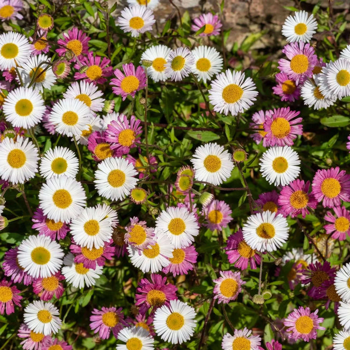 Heirloom Non-GMO Santa Barbara Flower Seeds for Planting – Vibrant Ornamental Blooms for Garden Landscapes