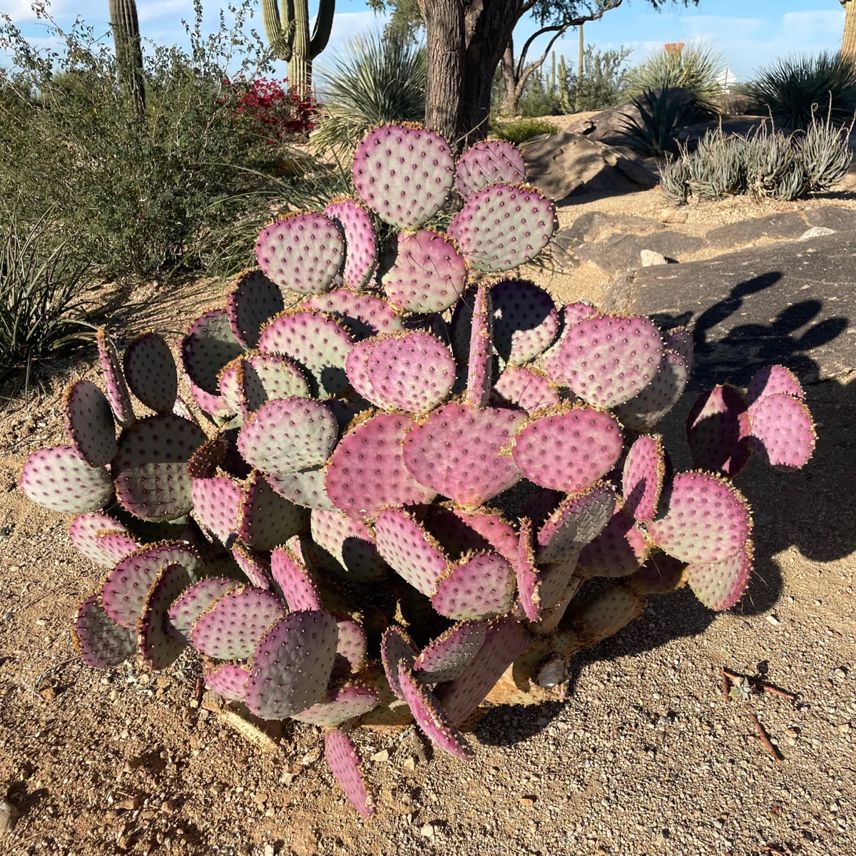 Purple Prickly Pear Cactus adding texture and color to a sunny outdoor garden landscape.